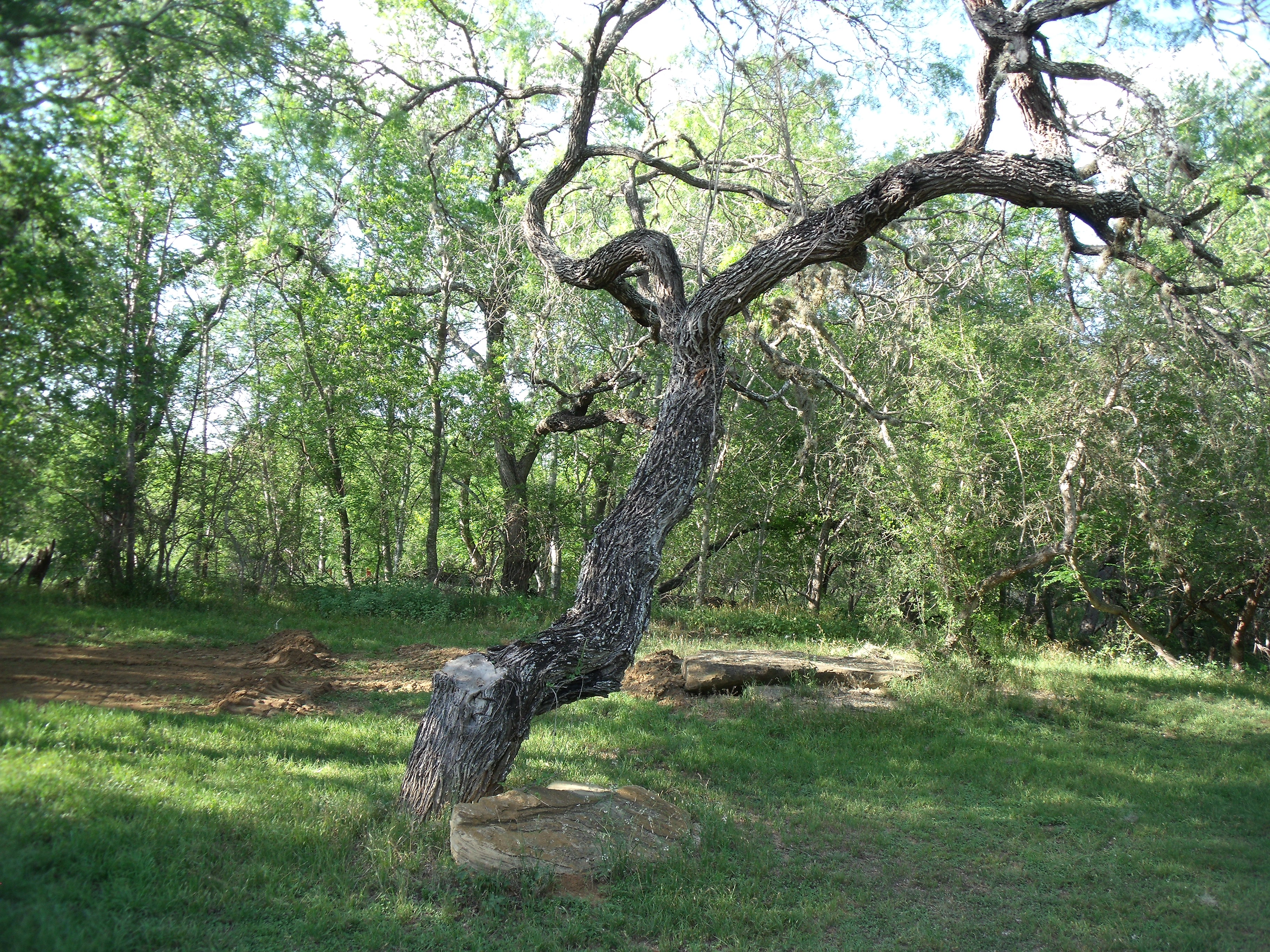 A Twisted Mesquite Tree grows in a lush green pasture.